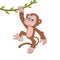 Monkey. Cute Young Ape isolated on white background. Zoo animal cartoon character. Education card for kids learning animals.