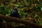 Monkey in dark forest. Celebes crested Macaque, Macaca nigra, black monkey with open mouth with big tooth, sitting in the nature