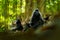 Monkey in dark forest. Celebes crested Macaque, Macaca nigra, sitting in the nature habitat, wildlife from Asia, nature of