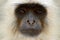 Monkey detail portrait. Common Langur, Semnopithecus entellus, portrait of monkey, nature habitat, Sri Lanka. Feeding scene with l