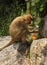 Monkey drinking aerated soft drink