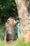 Monkey drinking clean water from tube for lovely and animals in