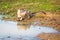 Monkey drinking water