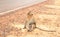 Monkey on dusty roadside. South Asia highway and wild animal. Tropical forest safari. Wild monkey poses for tourists