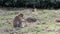 Monkey Eating Apple Fruit - Barbary Macaques of Algeria & Morocco