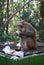 Monkey eating apple from rubbish bin