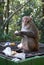 Monkey eating apple from rubbish bin