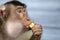 Monkey eating Banana