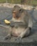 Monkey eating banana