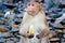 Monkey eating a banana