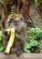 Monkey eating banana