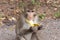 Monkey eating banana. long-tailed macaque.