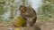 Monkey eating coconut