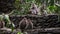 Monkey eating coconut in Bali.