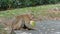 monkey eating coconut in the park