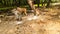 Monkey Eating The Flour Scattered On The Ground In A Forest Of India