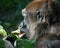 Monkey eating fresh leaves