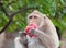 Monkey eating fruit