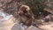Monkey eating fruit in nature forest-Monkey eating the fruit of wildlife in exotic forest-Monkey isolated sitting on a log