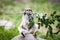 Monkey Eating Leaves on Branch Sitting on Stone