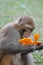 Monkey eating orange