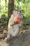 Monkey eating red apple in India