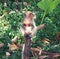 Monkey eating watermelon