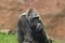 Monkey eating in zoo in prag in czech in spring.