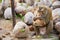 Monkey eats coconut at the coconut plantation at Koh Samui, Thailand.