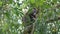 Monkey eats dry fruit on a tree in the jungles