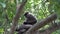 Monkey eats dry fruit on a tree in the jungles