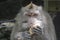 a monkey eats a sweet potato given by an officer in monkey forest bali