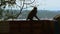 Monkey on edge of fence