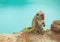 Monkey on edge of lake Tin on Kelimutu eating cookie