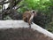 The monkey is enjoying a day in the caves of Dambulla in Sri Lanka