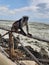 Monkey enjoying the ocean in Zanzibar