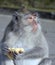 Monkey enjoying piece of bread stolen from tourist