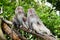 Monkey family in forest ,Ubud, Bali