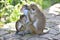 Monkey Family | Funny Wildlife | one little baby