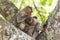 Monkey family, India