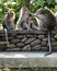 Monkey family just hanging out at the Monkey Forest in Ubud, Bali Indonesia.