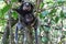 A monkey family of the macaco type sitting inside a Brazilian mangrove looking into your eyes in Barra Grande Bahia