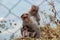 monkey family mother monkey brest feeds its baby