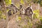 Monkey family sitting on tree resting ( Presbytis obscura reid ).