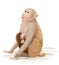monkey feeding newborn baby
