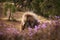 Monkey feeding pink flower bloom. Monkey feeding behaviour detail. Gelada Baboon with open mouth with teeth. Close-up wide