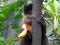 Monkey feeds on banana in the forest