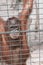 A monkey feeling loneliness and sadness behind jail. the eyes of a monkey as a result of being placed in a cage in the zoo