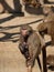 Monkey female with her brood. Zoo Madrid. Spain.