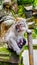 Monkey Forest in Bali Ape Detail Mother with Child